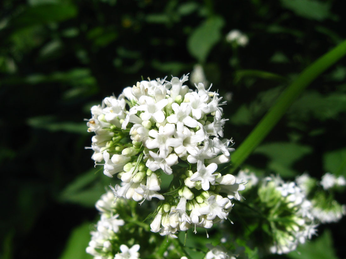 Image of Valeriana cardamines specimen.