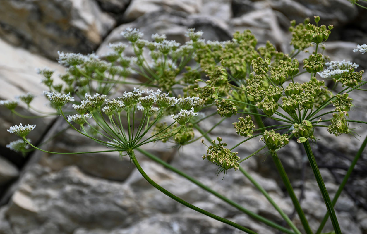 Image of Heracleum asperum specimen.