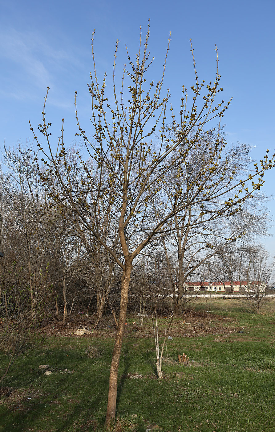 Изображение особи Fraxinus pennsylvanica.