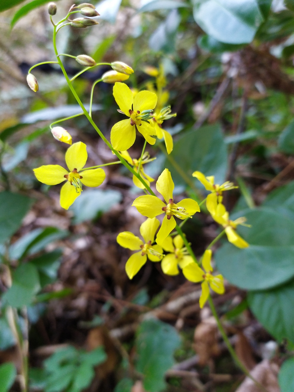 Image of Epimedium colchicum specimen.