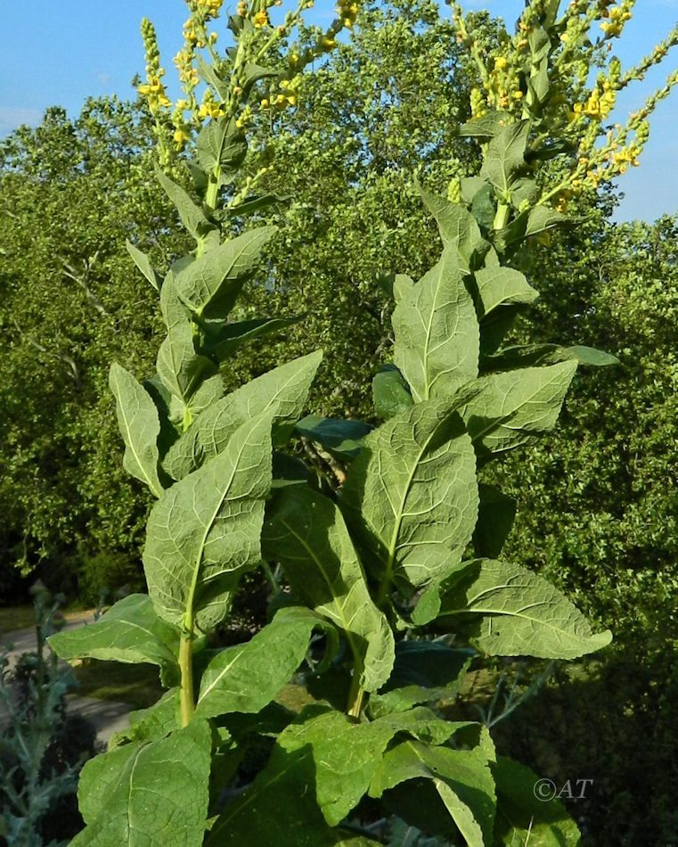 Изображение особи род Verbascum.