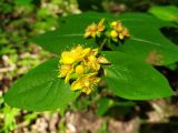 Смотреть изображение Hypericum androsaemum