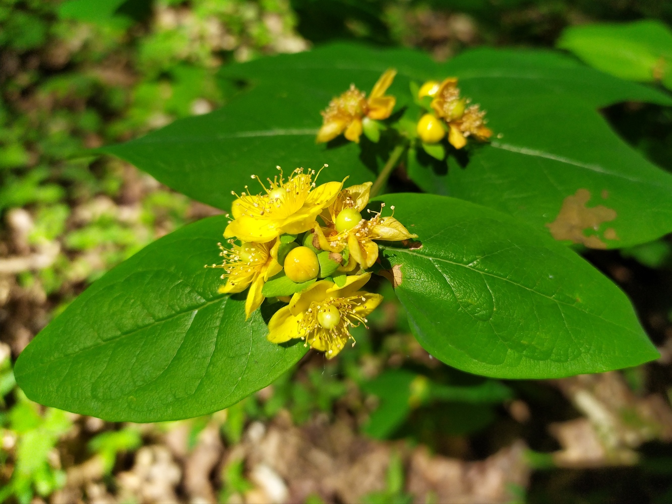 Изображение особи Hypericum androsaemum.