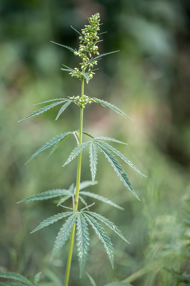 Image of Cannabis sativa var. spontanea specimen.