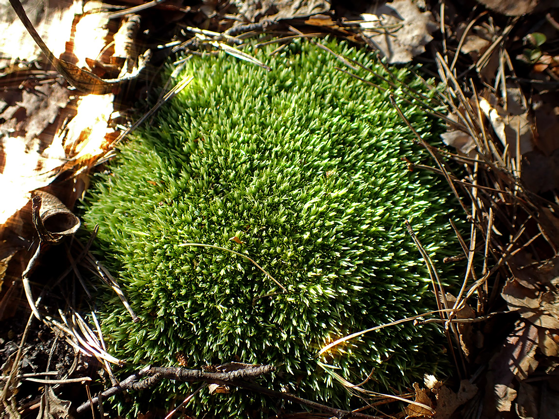 Image of Leucobryum glaucum specimen.