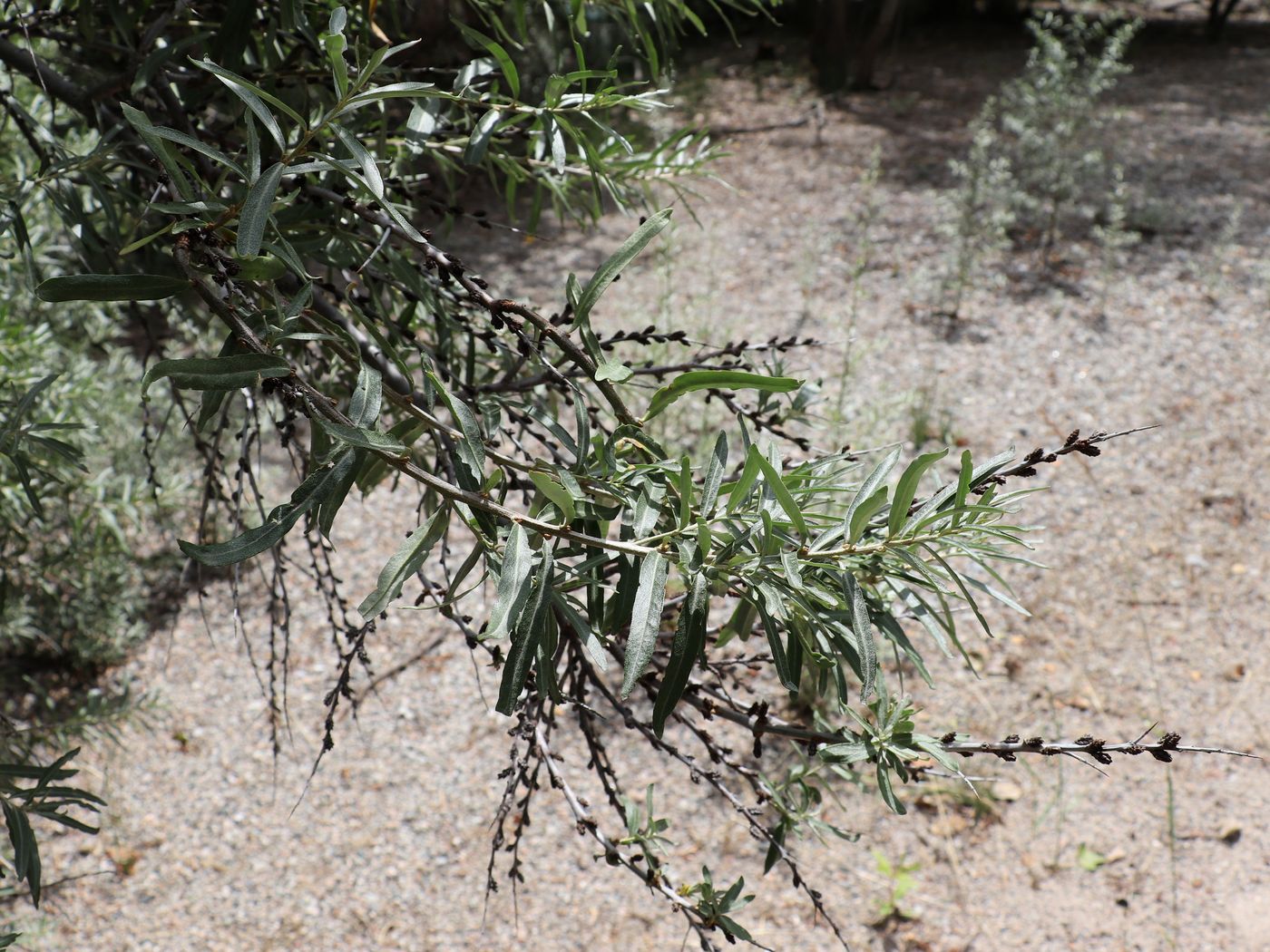 Изображение особи Hippophae rhamnoides.