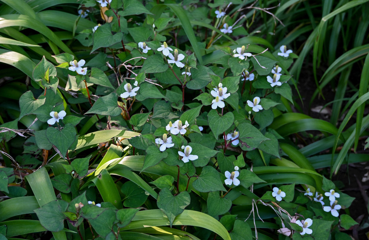 Изображение особи Houttuynia cordata.