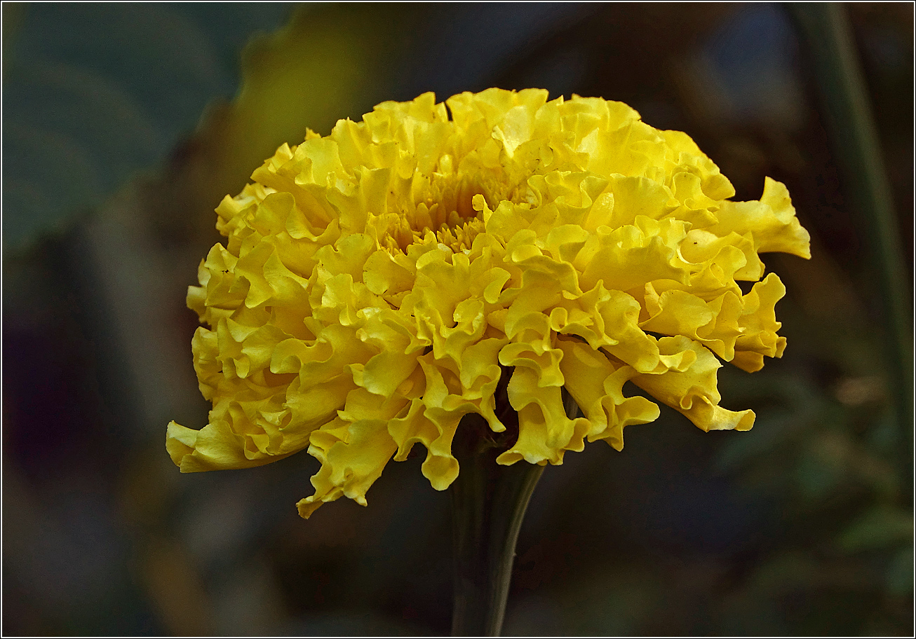 Image of Tagetes erecta specimen.