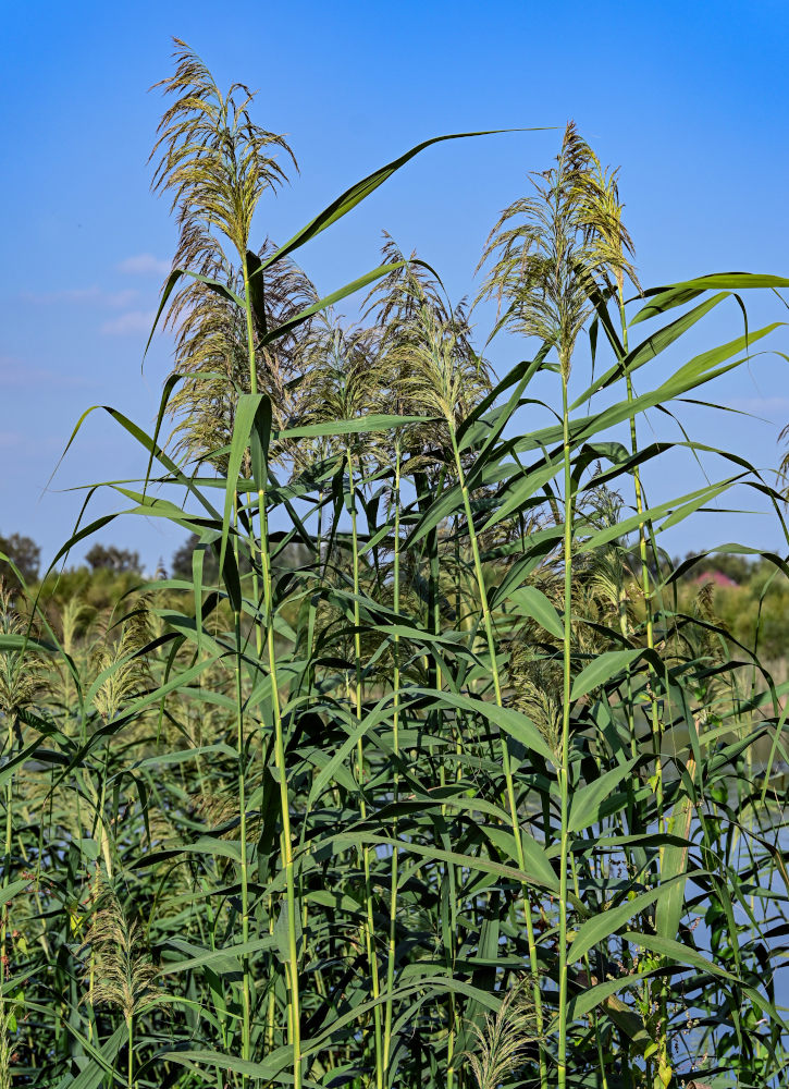 Изображение особи Phragmites australis.