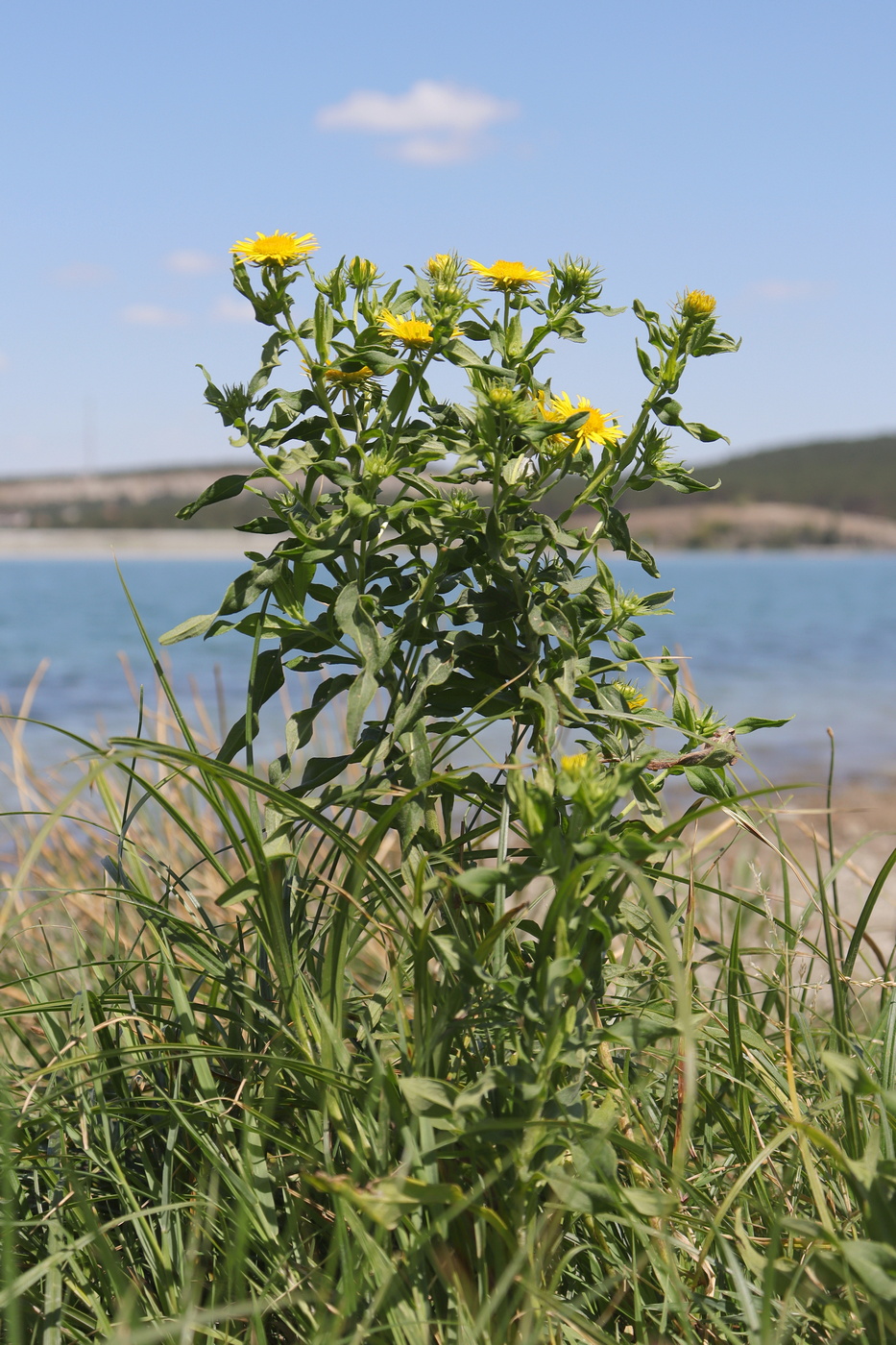 Изображение особи Inula britannica.