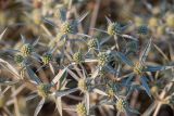 Eryngium campestre