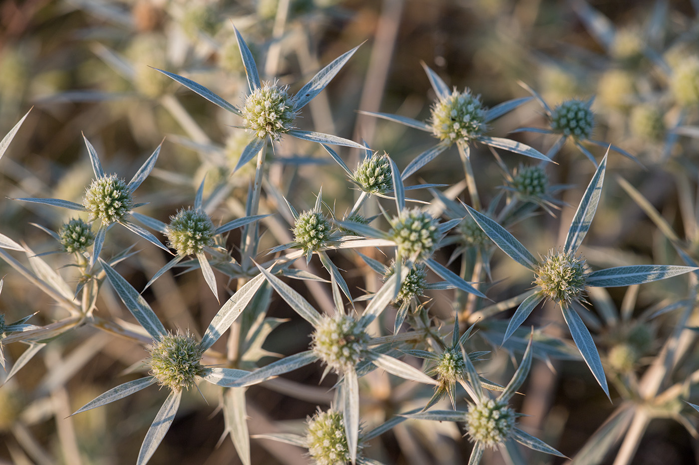 Изображение особи Eryngium campestre.