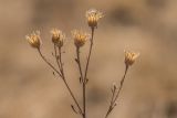 Centaurea stoebe. Верхушка растения с соплодиями. Волгоградская обл., Калачевский р-н, окр. станицы Голубинская, сухая степь на меловом склоне. 11.10.2024.