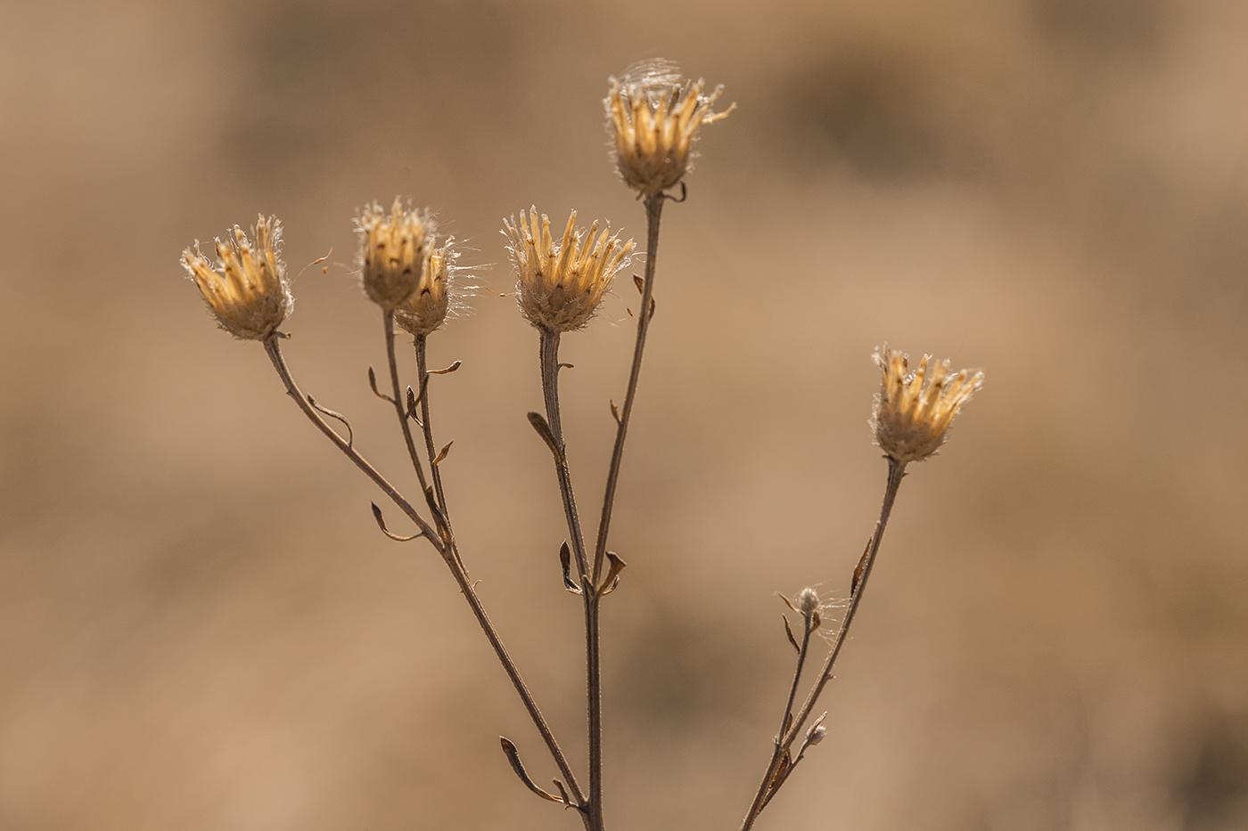 Изображение особи Centaurea stoebe.