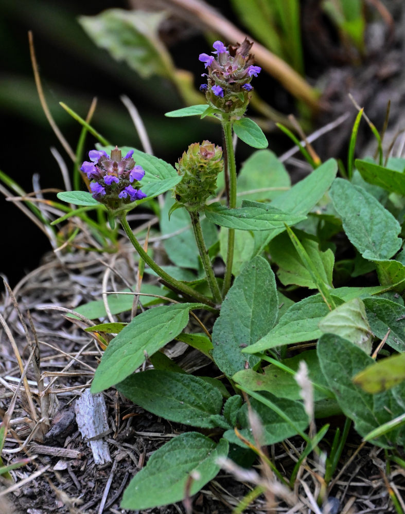 Изображение особи Prunella vulgaris.