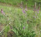 Oxytropis knjazevii