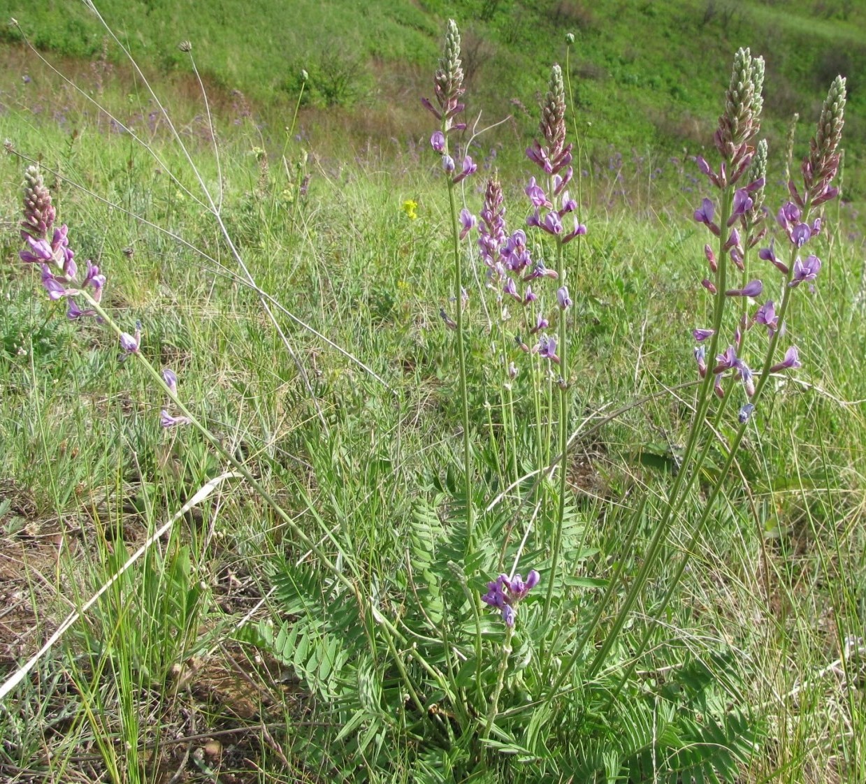 Image of Oxytropis knjazevii specimen.