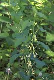 Aristolochia clematitis