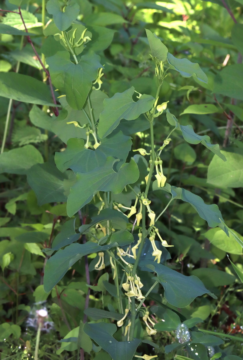 Изображение особи Aristolochia clematitis.