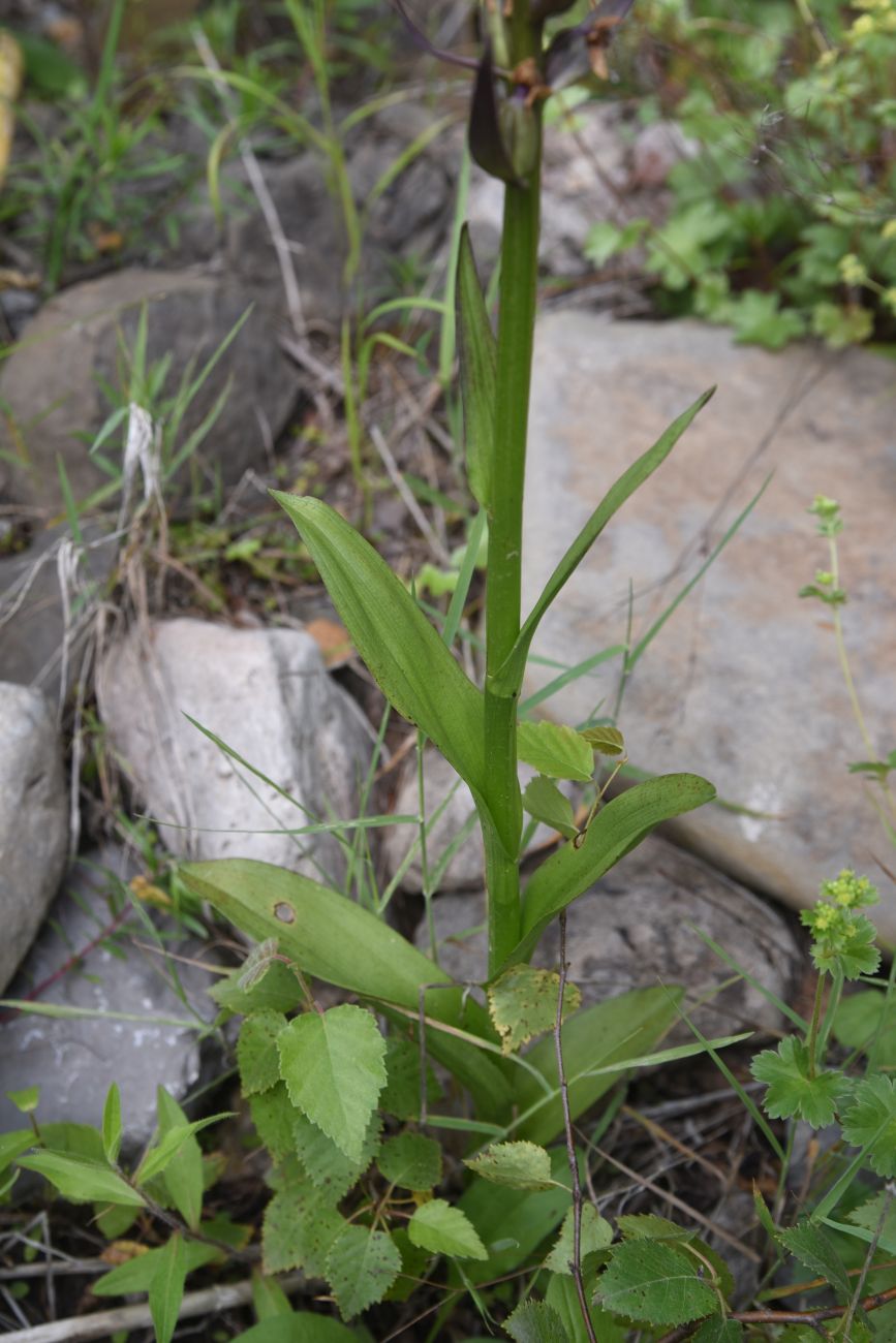 Image of genus Dactylorhiza specimen.