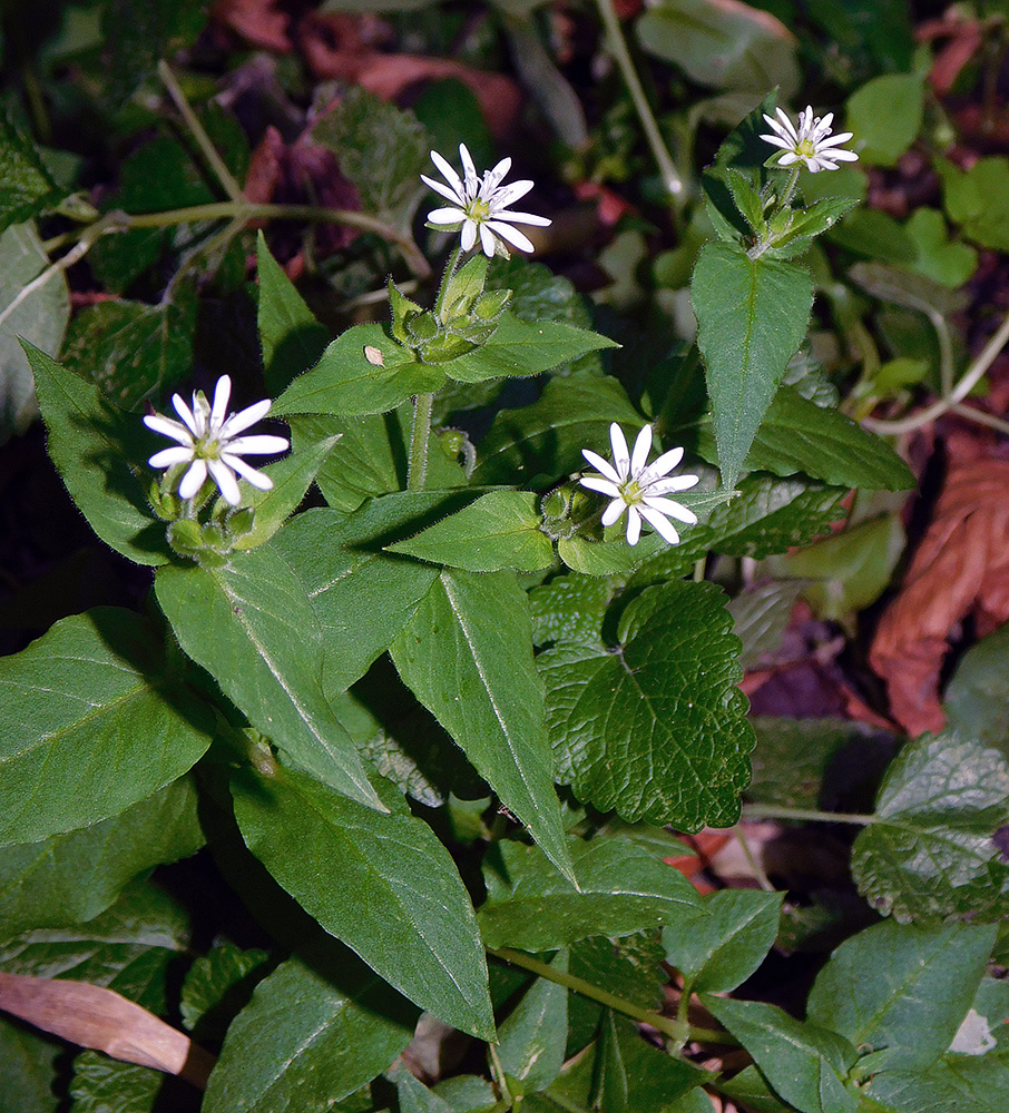 Image of Myosoton aquaticum specimen.