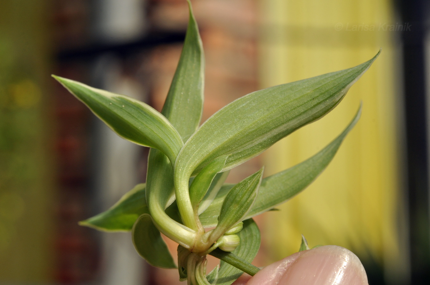 Изображение особи Chlorophytum comosum.