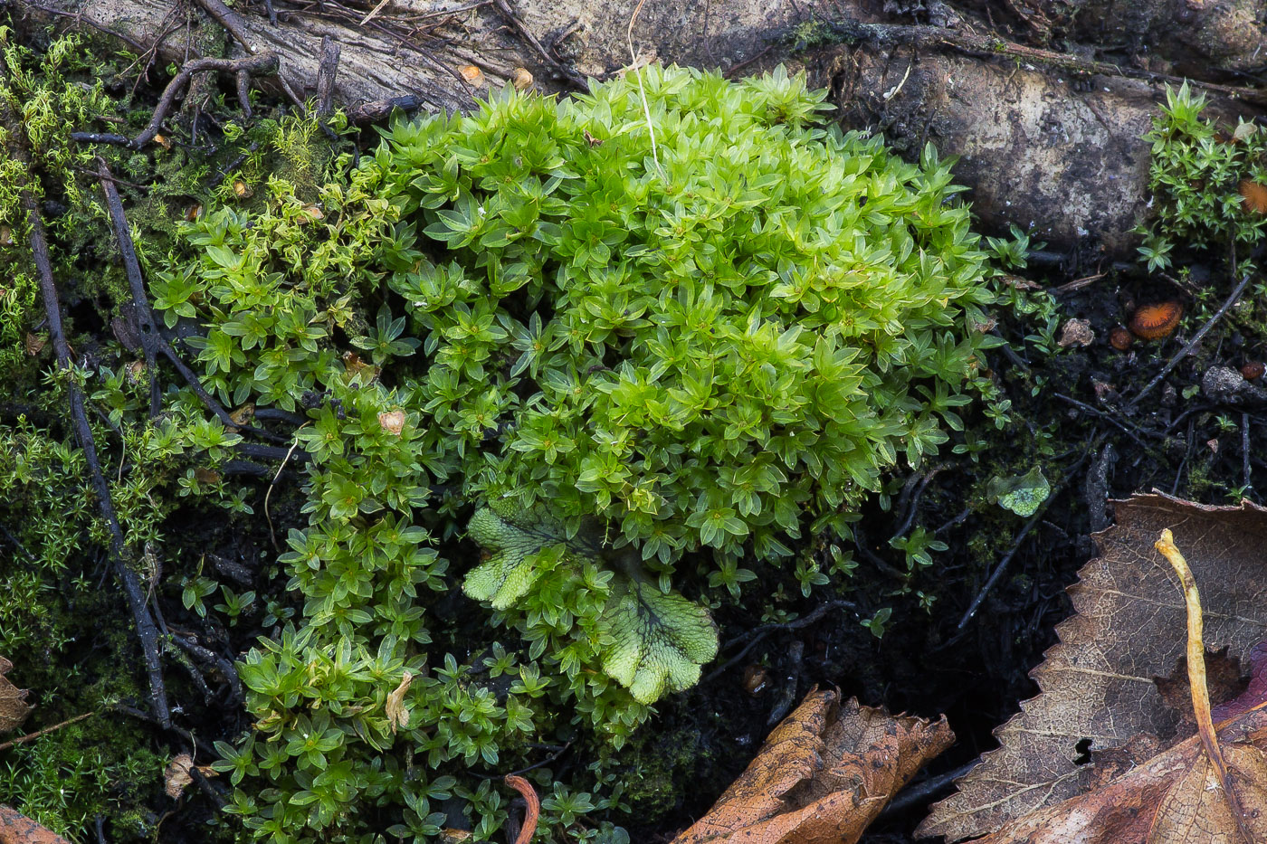 Изображение особи род Bryum.