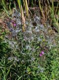 Epilobium hirsutum