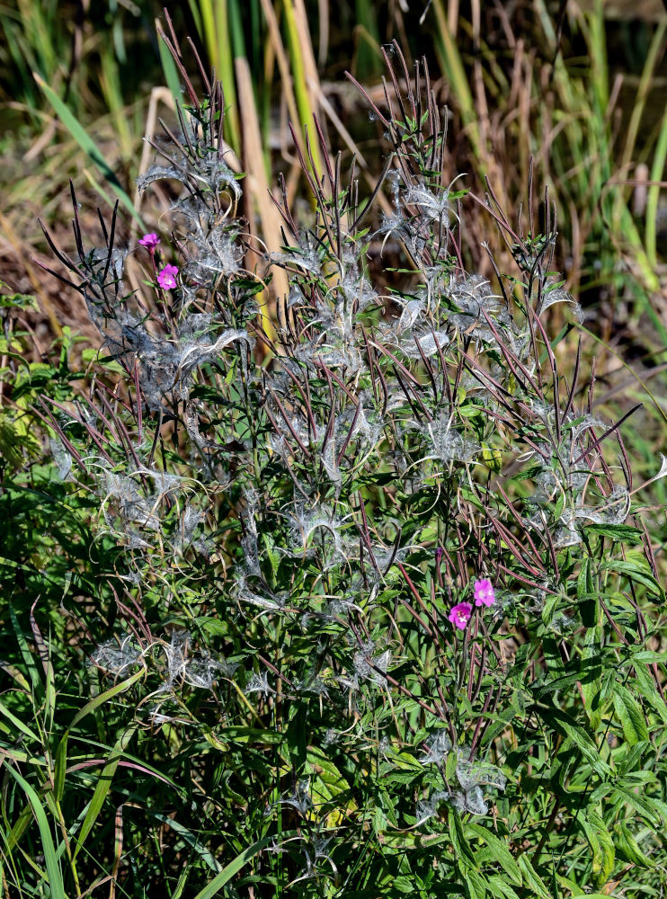 Изображение особи Epilobium hirsutum.