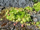Смотреть изображение Jovibarba globifera