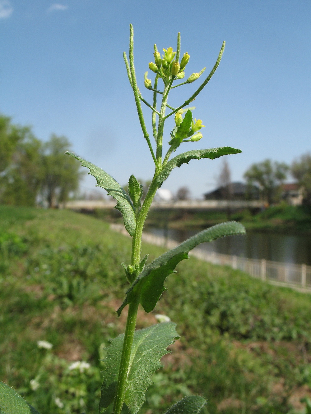 Изображение особи Arabidopsis pumila.
