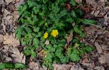View full-size image Ranunculus constantinopolitanus