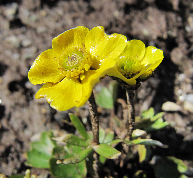 Image of Ranunculus sulphureus specimen.