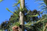 View full-size image genus Larix