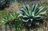 View full-size image Agave attenuata