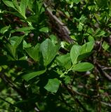 View full-size image Salix apoda