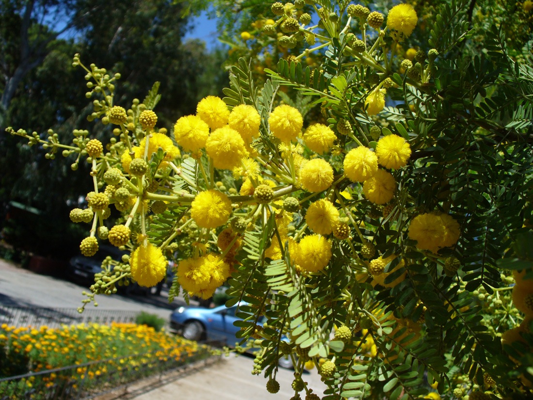 Image of genus Vachellia specimen.