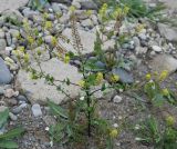 Lepidium perfoliatum. Цветущее растение. Крым, Кутлакская бухта. 05.05.2011.