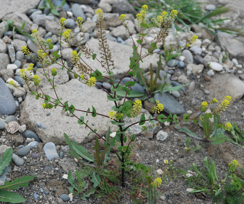 Image of Lepidium perfoliatum specimen.