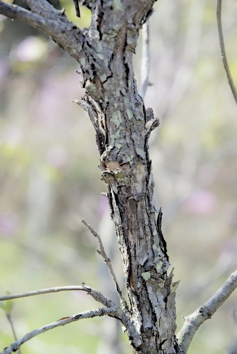 Image of Exochorda serratifolia specimen.