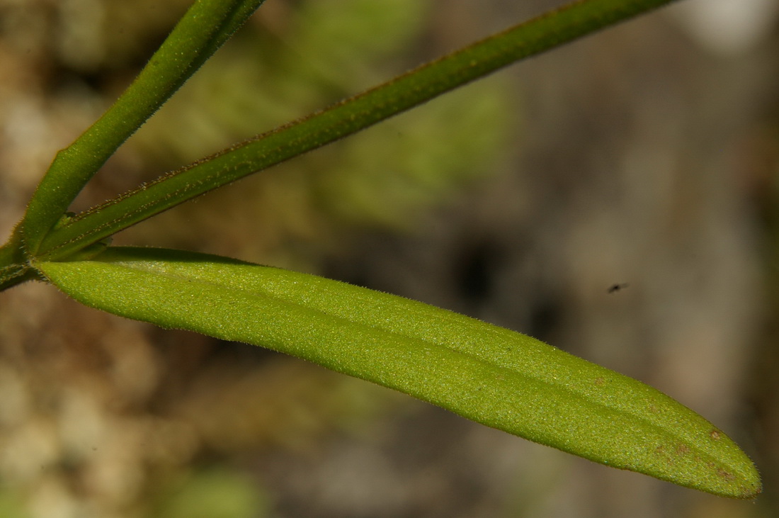 Image of Valerianella rimosa specimen.