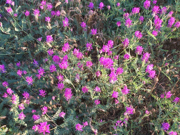 Изображение особи Astragalus onobrychis.