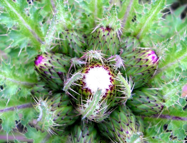 Image of Cirsium esculentum specimen.