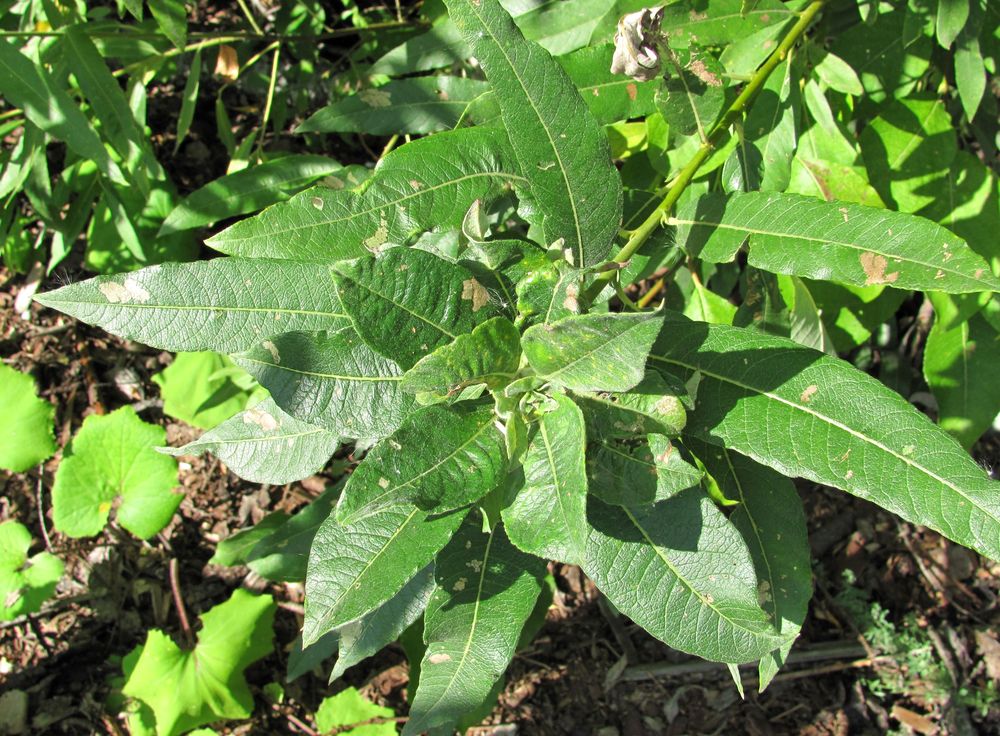 Image of Salix gmelinii specimen.