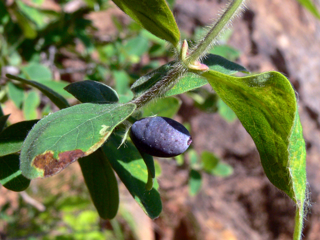 Image of Lonicera &times; subarctica specimen.