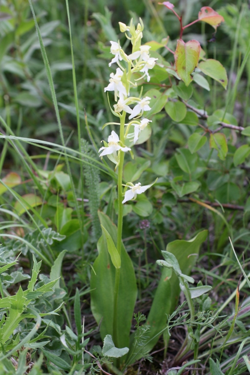 Image of Platanthera chlorantha specimen.