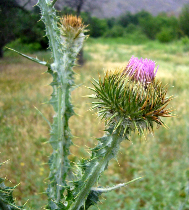 Image of Onopordum acanthium specimen.