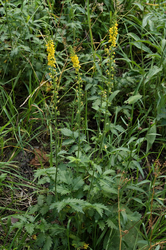 Image of Agrimonia eupatoria specimen.