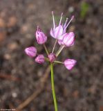 Allium gunibicum