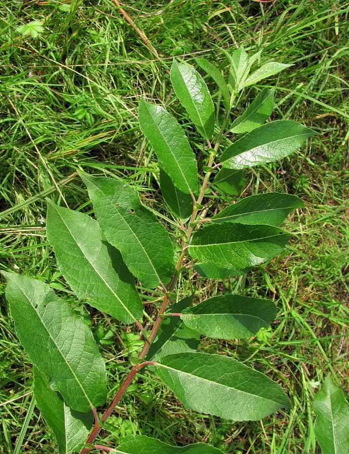 Image of Salix myrsinifolia specimen.